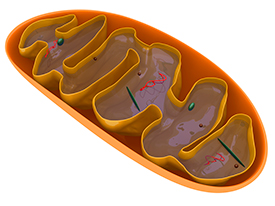 Mitochondrial Disease Treatment in Hattiesburg, MS